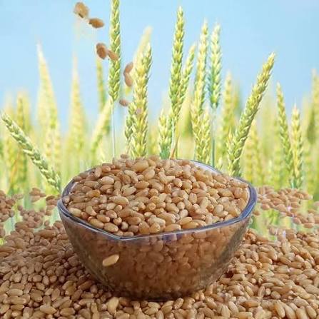 Genhu Wheat